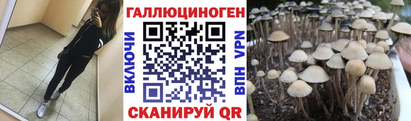Псилоцибиновые грибы Cubensis  Купить  Красково 